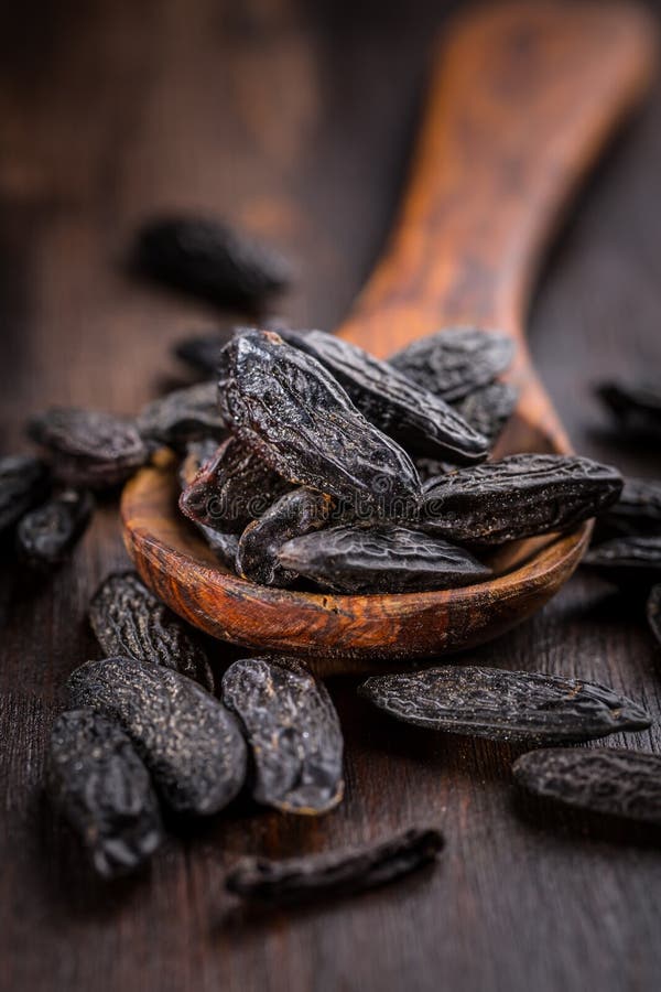 Tonka beans stock photo. Image of seed, diet, agriculture 15420570