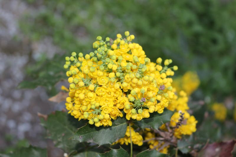 Fragrant Yellow Flowers Blossomed on the Bushes Stock Photo Image of