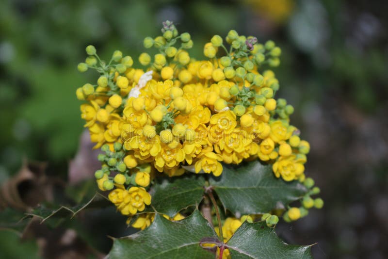 Fragrant Yellow Flowers Blossomed on the Bushes Stock Photo Image of