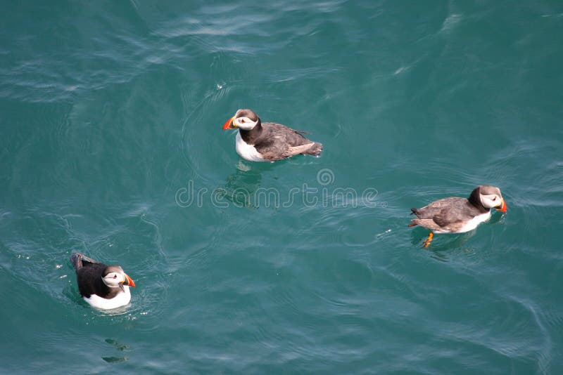 Download Frailecillos Una Abundancia Foto de archivo - Imagen de rojo, seabird: 178306