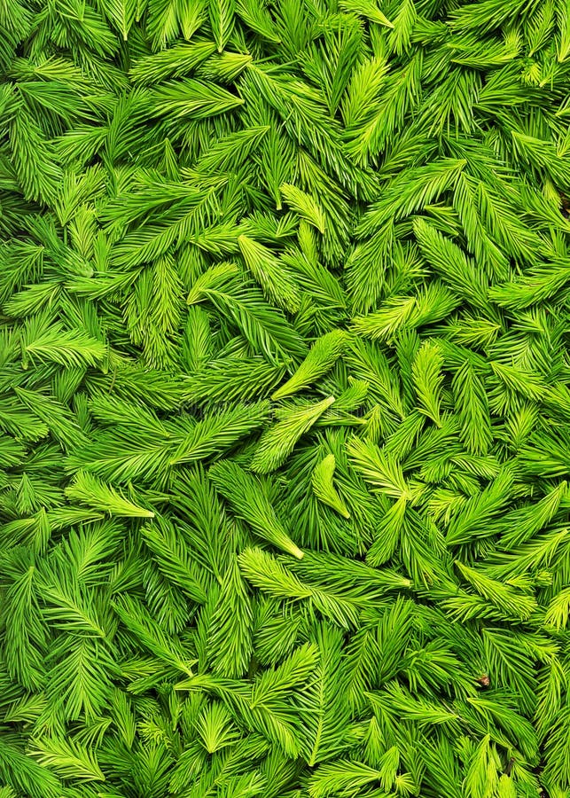 Frais a sélectionné les pousses impeccables vertes photographie stock libre de droits Frais a sélectionné les pousses impeccables vertes photographie stock libre de droits