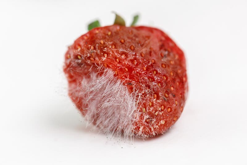 Fraise putr?fi?e avec le grand moule photos libres de droits Fraise putr?fi?e avec le grand moule photos libres de droits