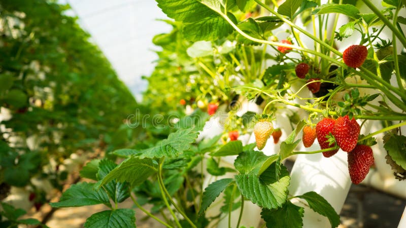 Fraises dans une ferme de fraise images libres de droits Fraises dans une ferme de fraise images libres de droits