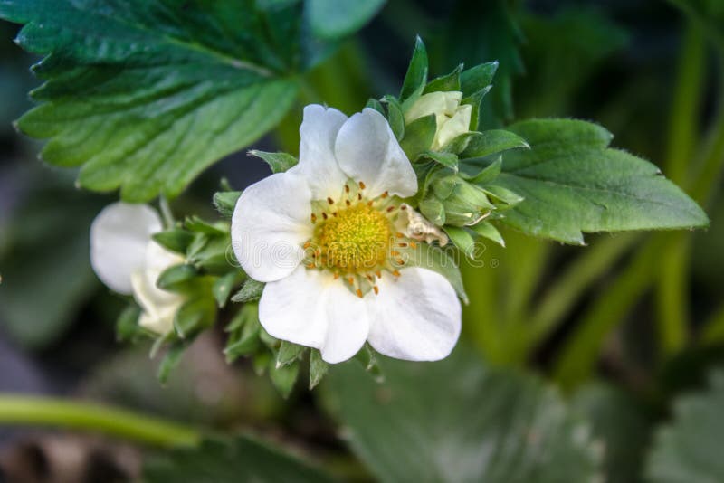 Fraises de fleurs avec les feuilles vertes photographie stock Fraises de fleurs avec les feuilles vertes photographie stock