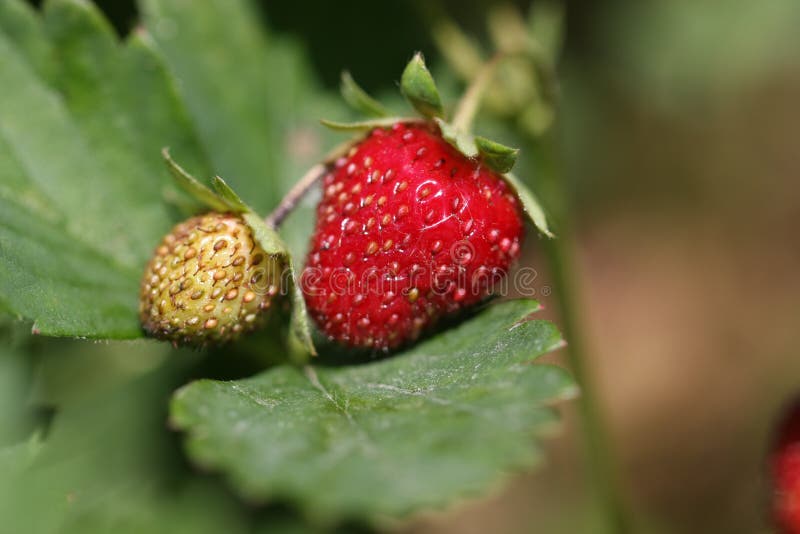 Fraises mûres et non mûres photo stock Fraises mûres et non mûres photo stock
