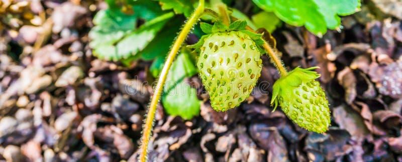 Fraises non mûres s'élevant sur un fraisier montrant la fin de macro de graines images libres de droits Fraises non mûres s'élevant sur un fraisier montrant la fin de macro de graines images libres de droits
