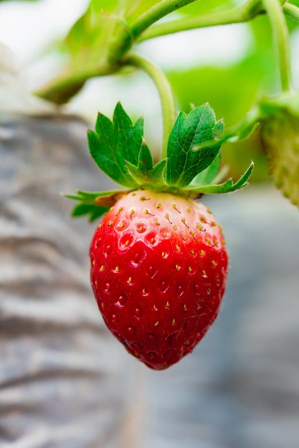 Fraises étant élevées commercialement photos stock Fraises étant élevées commercialement photos stock