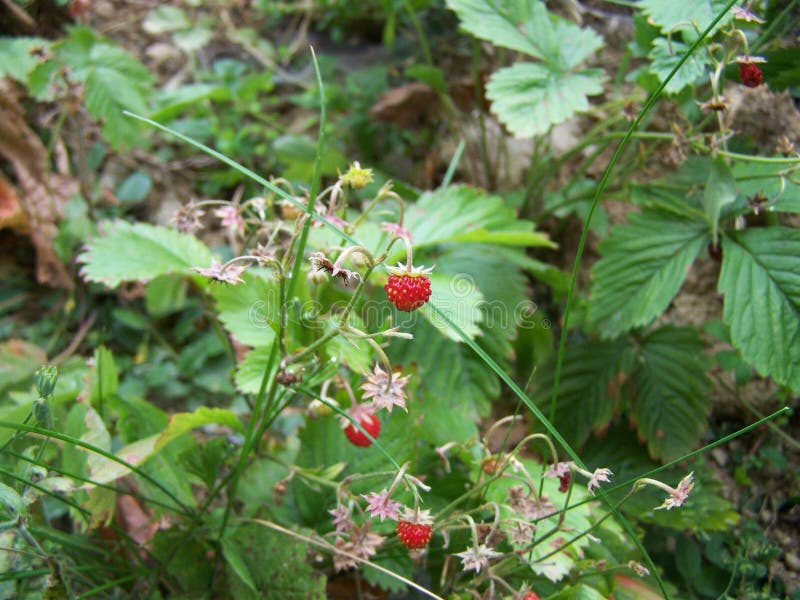 Fraisiers communs image stock Fraisiers communs image stock