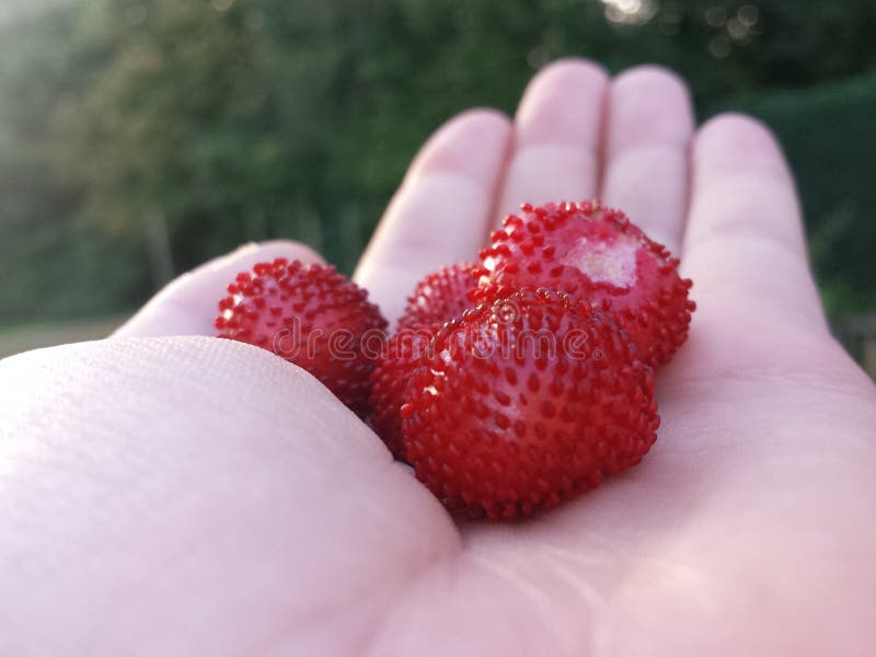 Fraisiers communs savoureux photo stock Fraisiers communs savoureux photo stock