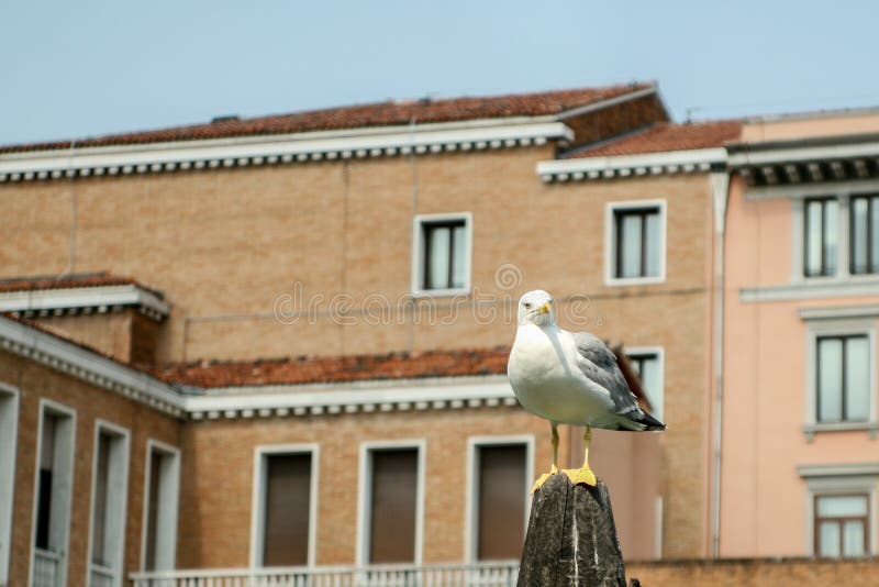 Frajer na słupa Seagull obraz stock Frajer na słupa Seagull obraz stock