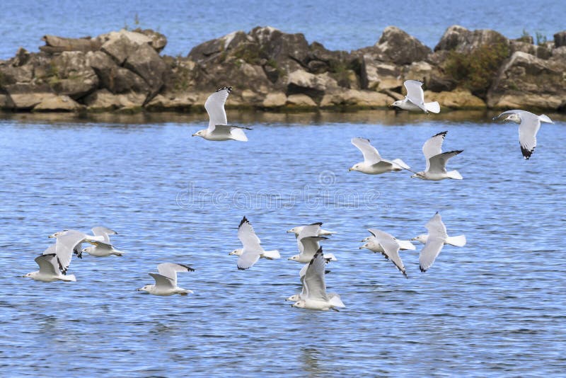 Ring-billed gulls Larus delawarensis flying over Lake Erie, Lorain, Ohio, USA. Ring-billed gulls Larus delawarensis flying over Lake Erie, Lorain, Ohio, USA