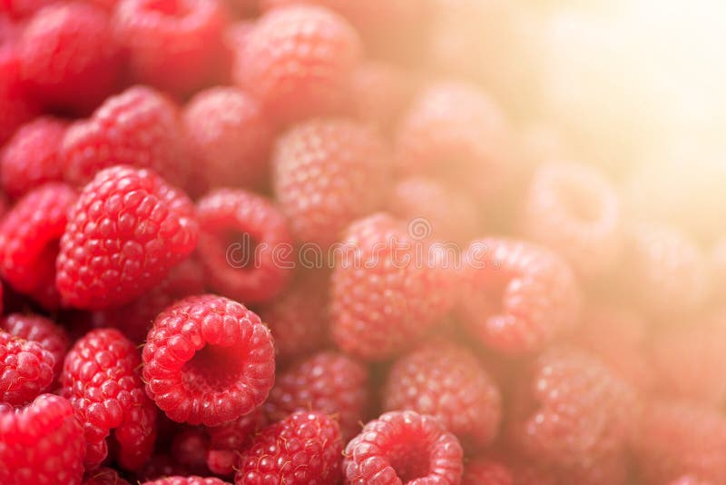 Framboesas maduras macro Foco seletivo Fundo do fruto com espaço da cópia verão e conceito ensolarados da colheita das bagas foto de stock Framboesas maduras macro Foco seletivo Fundo do fruto com espaço da cópia verão e conceito ensolarados da colheita das bagas foto de stock
