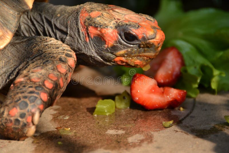 151 Tortue Et Fraise Photos Libres De Droits Et Gratuites De Dreamstime