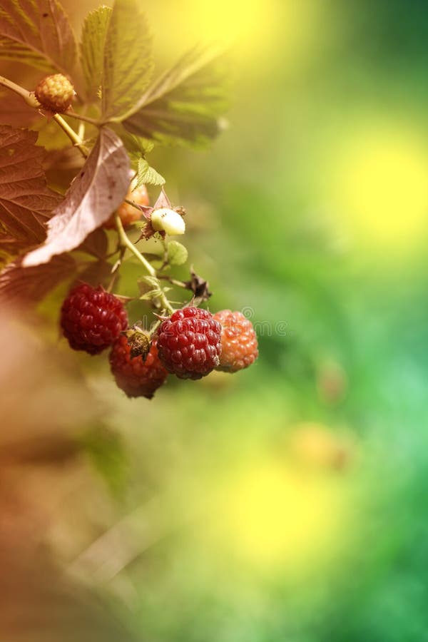 Framboise mûre sur la branche dans le jardin Framboisier frais Baies rouges juteuses Nourriture délicieuse et saine image libre de droits Framboise mûre sur la branche dans le jardin Framboisier frais Baies rouges juteuses Nourriture délicieuse et saine image libre de droits