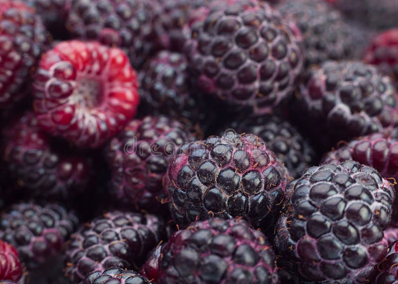 Framboise noire Cumberland photo stock. Image du normal 42970144