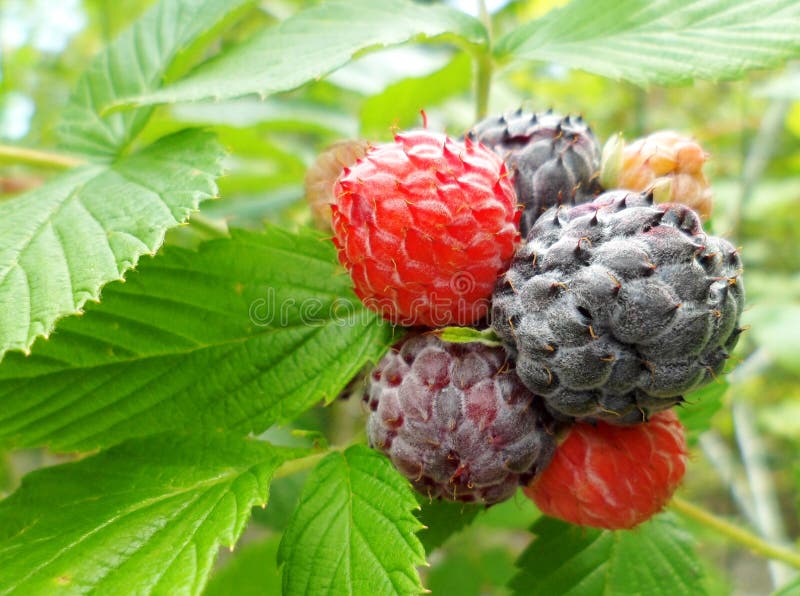 Framboise Noire (occidentalis De Rubus) Image stock Image du îles, vitamine 30382343