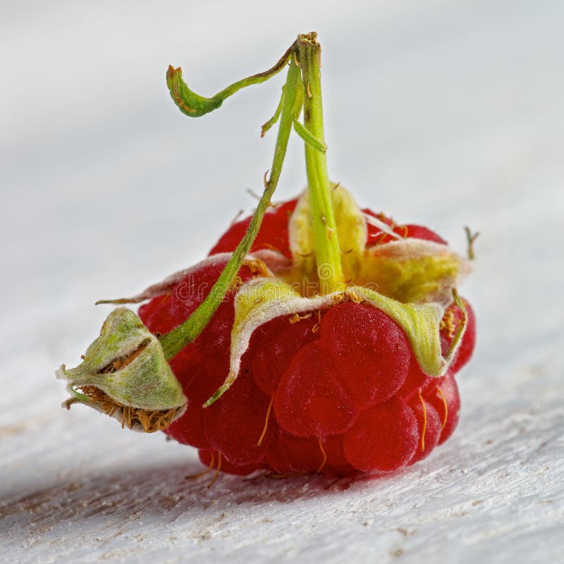 Framboise simple images libres de droits Framboise simple images libres de droits
