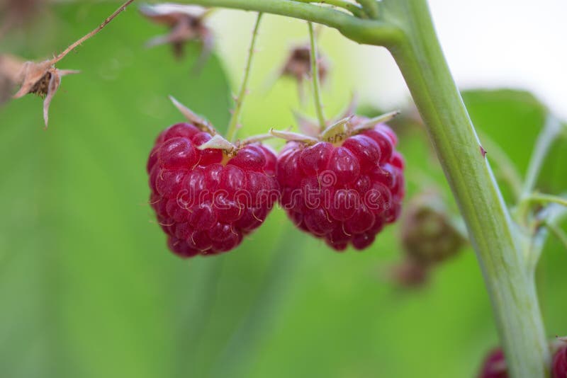 Framboise sur une branche verte Framboises rougeâtre-roses mûres dans le jardin Les baies douces rouges s'élevant sur le frambois image libre de droits
