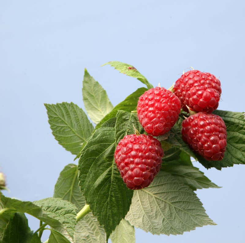 Framboises Anglaises (avec L'espace Pour Le Texte) Photo stock Image