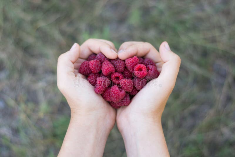 Framboises mûres fraîches dans les paumes, coeur plié photographie stock Framboises mûres fraîches dans les paumes, coeur plié photographie stock