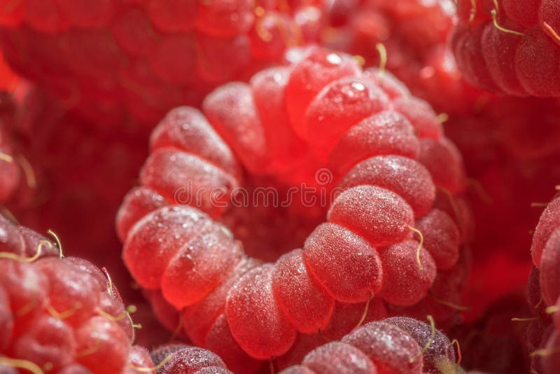 Framboises organiques de framboise baies rouges fraîches de fruit de macro image stock Framboises organiques de framboise baies rouges fraîches de fruit de macro image stock