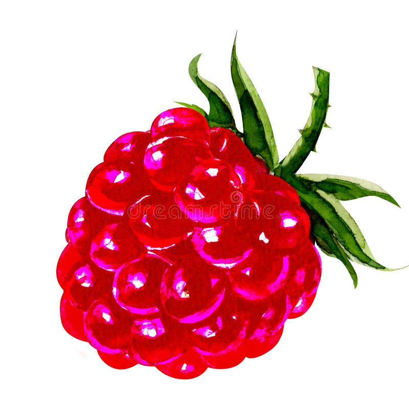Frambuesa. pintura en acuarela imagen de archivo