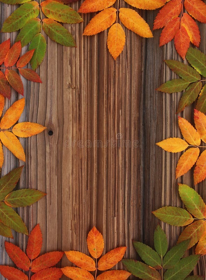 Frame from autumn leaves mountain ash