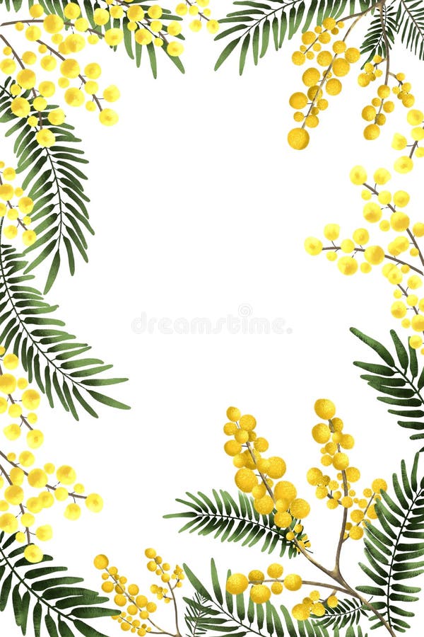 Frame Mimosa Stock Illustrations – 837 Frame Mimosa Stock Illustrations ...