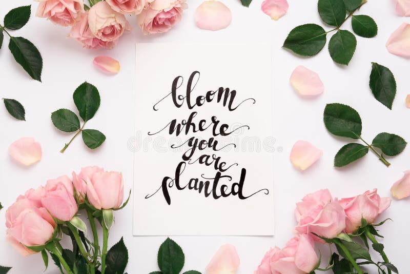 144 Bloom You Planted Stock Photos - Free & Royalty-Free Stock Photos from Dreamstime 144 Bloom You Planted Stock Photos - Free & Royalty-Free Stock Photos from Dreamstime