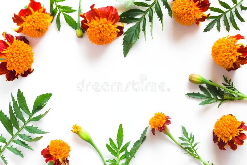 Frame of Beautiful Orange Marigolds on a White Background Stock Image