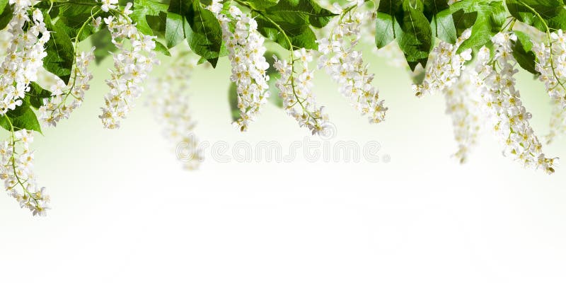 Frame with bird-cherry tree flowers on white