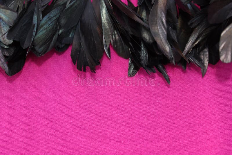 Frame of black feathers on a Pink background. Emo style frame made of boa feather scarf isolated on purple. exotic soft beautifu