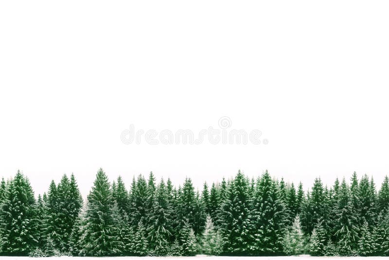 Cornice di verde abete foresta di pini coperti dalla neve fresca durante l'Inverno, tempo di Natale e Anno Nuovo con un grande vuoto, bianco, spazio vuoto per il testo disegno di sfondo nel panorama di ampio formato.