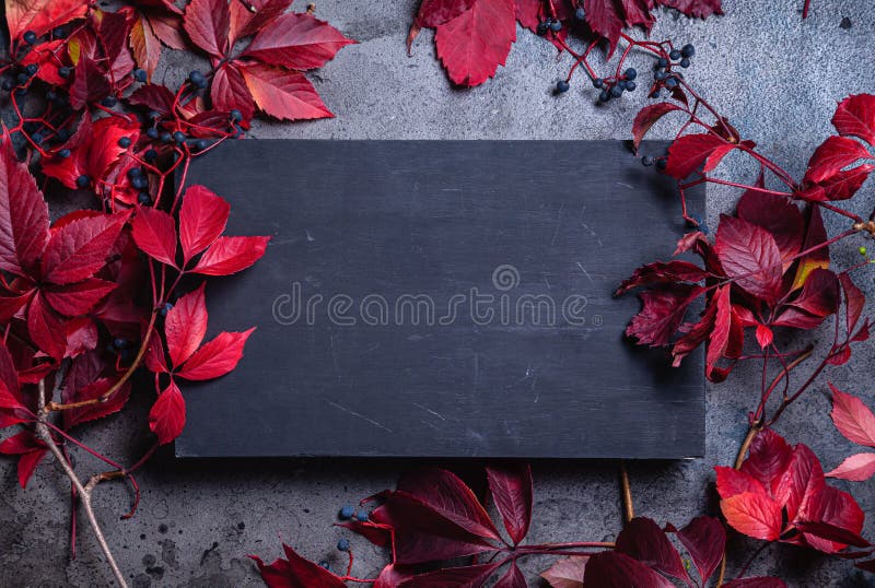 Frame with branches of maiden grapes and a black board for text on a stone background. Concept of fall season stock photography