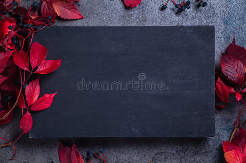 Frame with branches of maiden grapes and a black board for text stock images