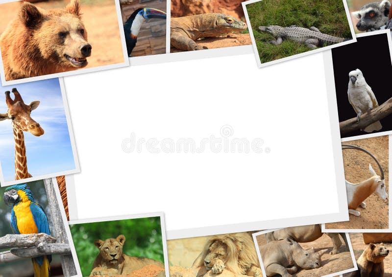 Frame with collection of wild animals