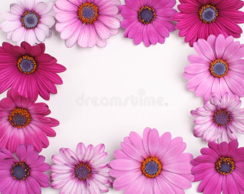 Frame da flor fotos de stock Frame da flor fotos de stock