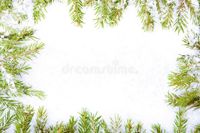 Frame of fir branches and snow