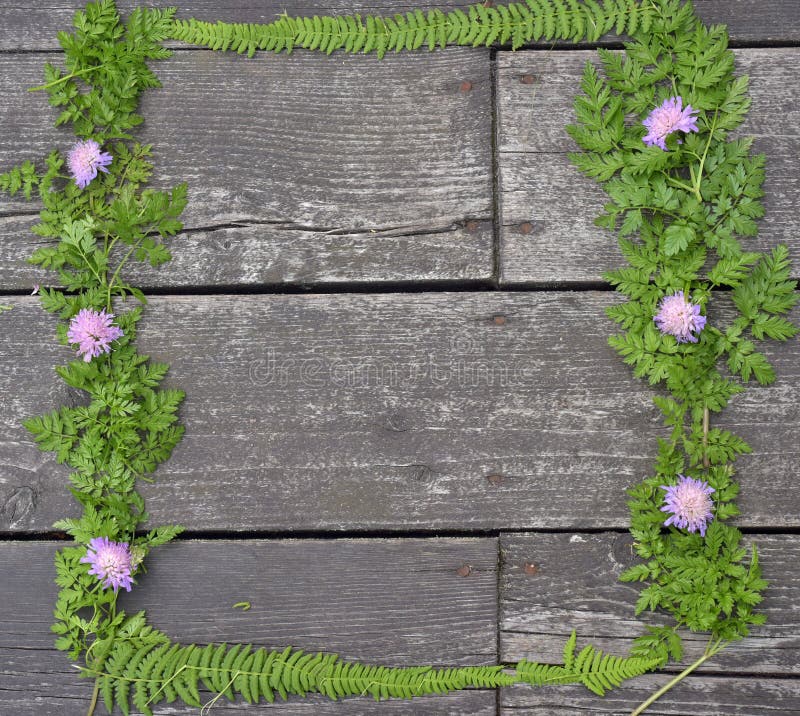 Frame with flowers clover and fern leaves royalty free stock photo Frame with flowers clover and fern leaves royalty free stock photo