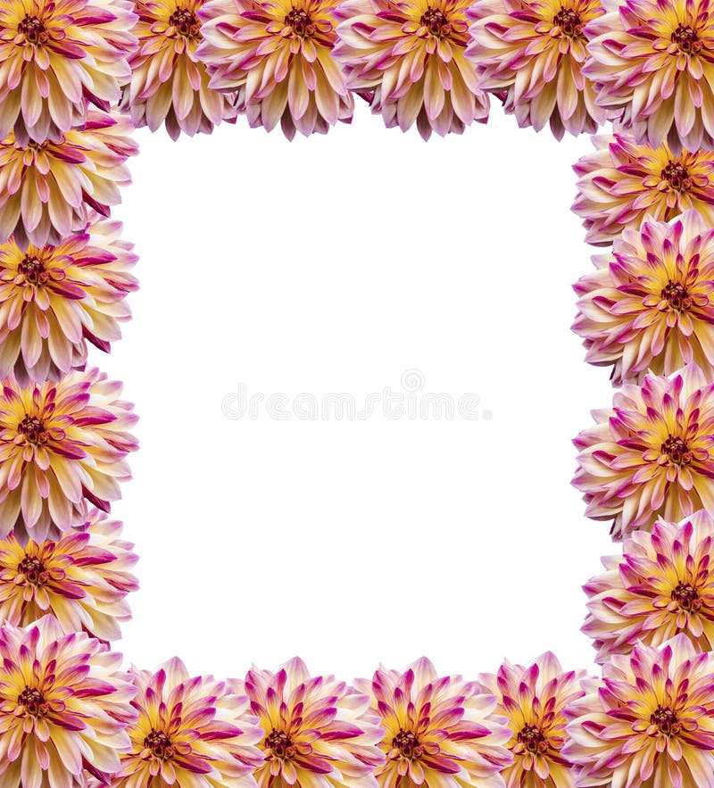 Sunflower And Dahlia Border Background Stock Image - Image of