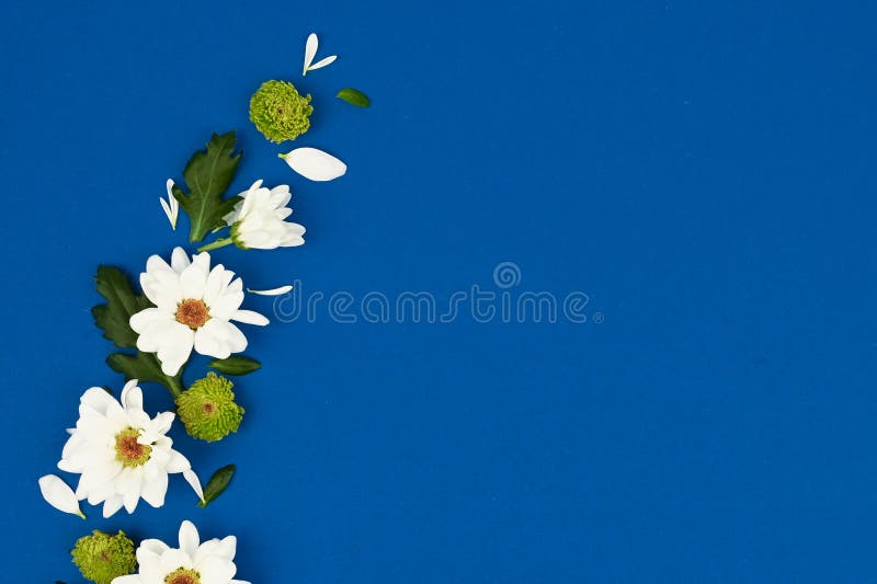Frame of Flowers. Layout of White Flowers on a Blue Background Stock