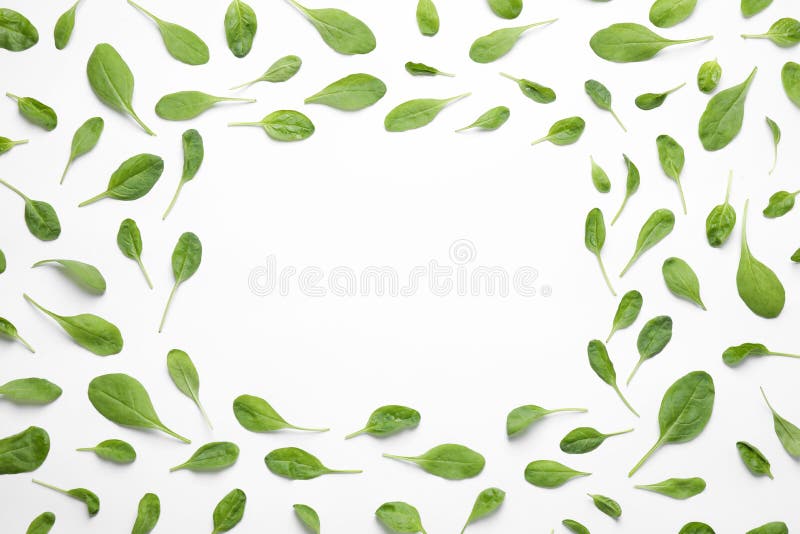 Frame of fresh green healthy spinach on white background, top view royalty free stock photos