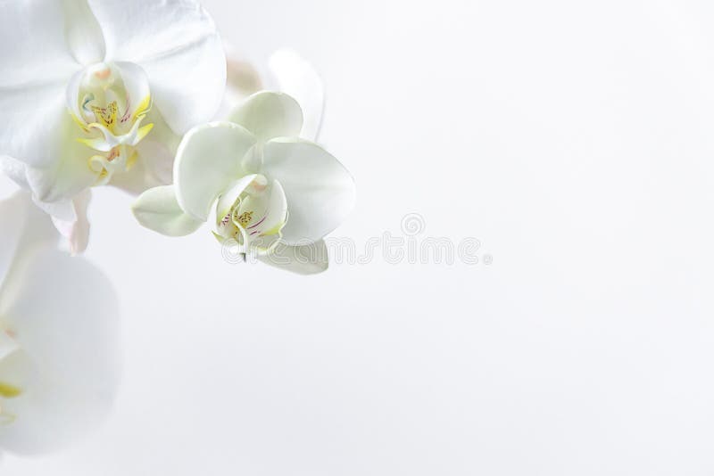 Frame of fresh white orchid on white background . Floral frame. Selective focus, concept idea design with copy space add text. Top