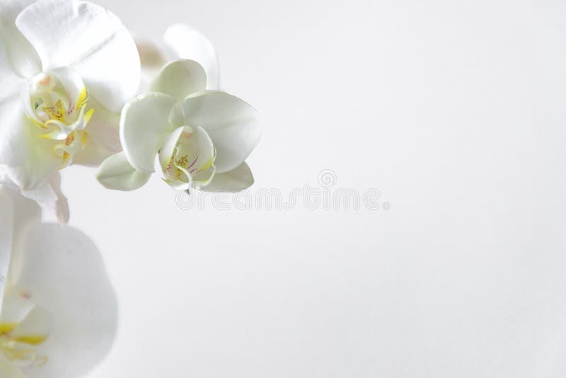 Frame of fresh white orchid on white background . Floral frame. Selective focus, concept idea design with copy space add text. Top