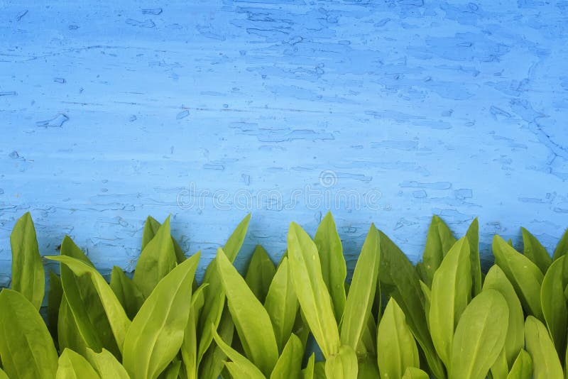 Frame of green leaves on a wooden blue surface