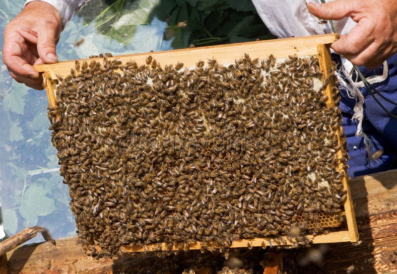 Bee Hive Supers Honey Harvest Stock Photos Free & RoyaltyFree Stock