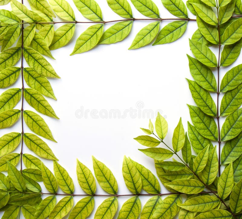 Frame on Leaf Background stock image. Image of closeup - 90710037