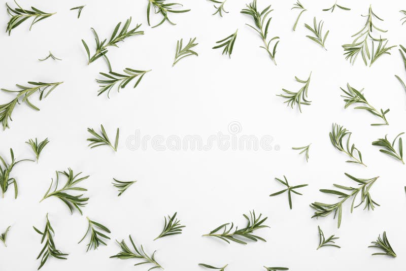Frame made of fresh rosemary on white background stock photo