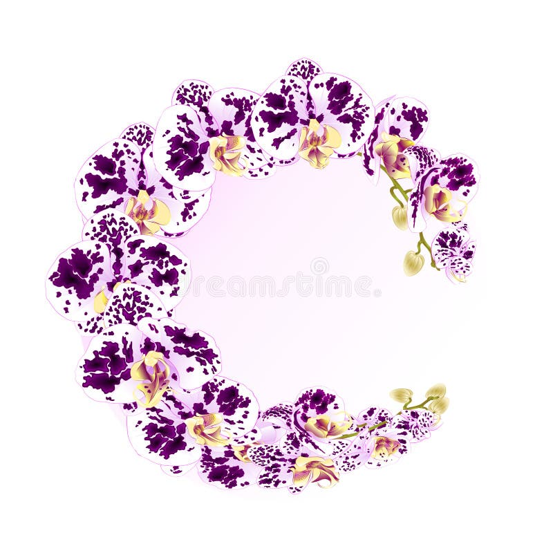 Frame orchid Phalaenopsis spotted purple and white flowers tropical plants green stem and buds vintage vector botanical illustrati