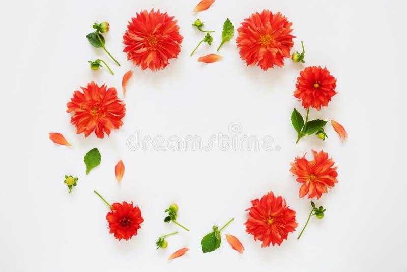 Frame Pattern Of Orange Dahlias Stock Image - Image of natural, white ...